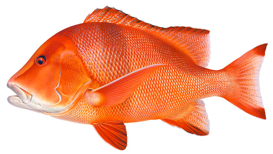 An accurate painting of the Red Emperor, on white background, side view, his body mainly vivid red colour with dark red colour of its fins.
