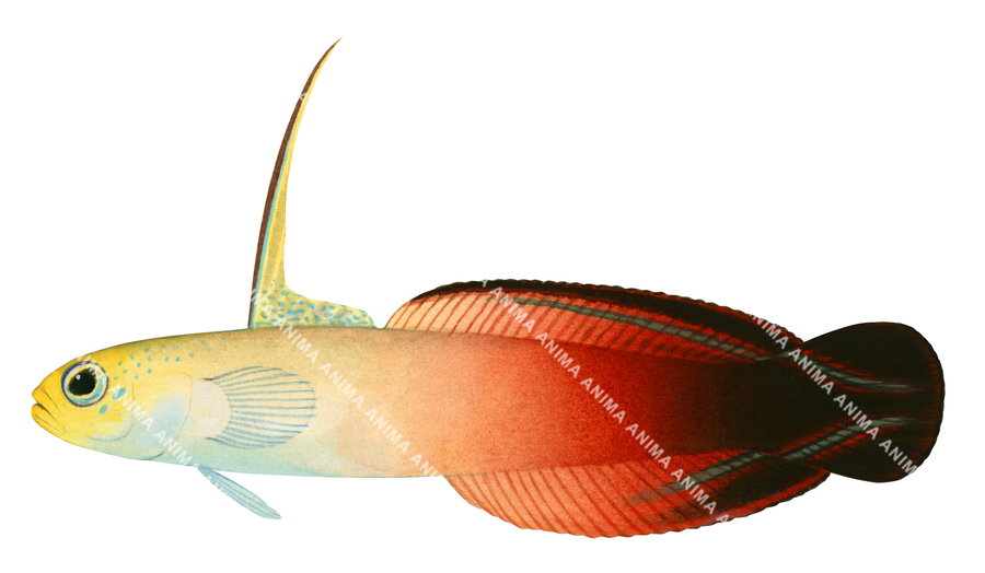 an illustration of the Red Firegoby shown in profile against a white background with vibrant yellow and bright red colours.