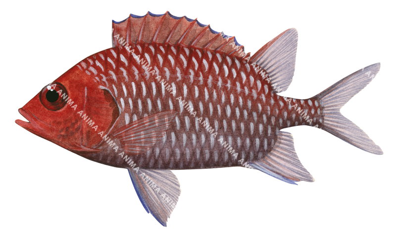 A fish illustration on white background of a Redface Squirrelfish,Sargocentron violaceum shown in profile with its large eye and its red-brown colour body.