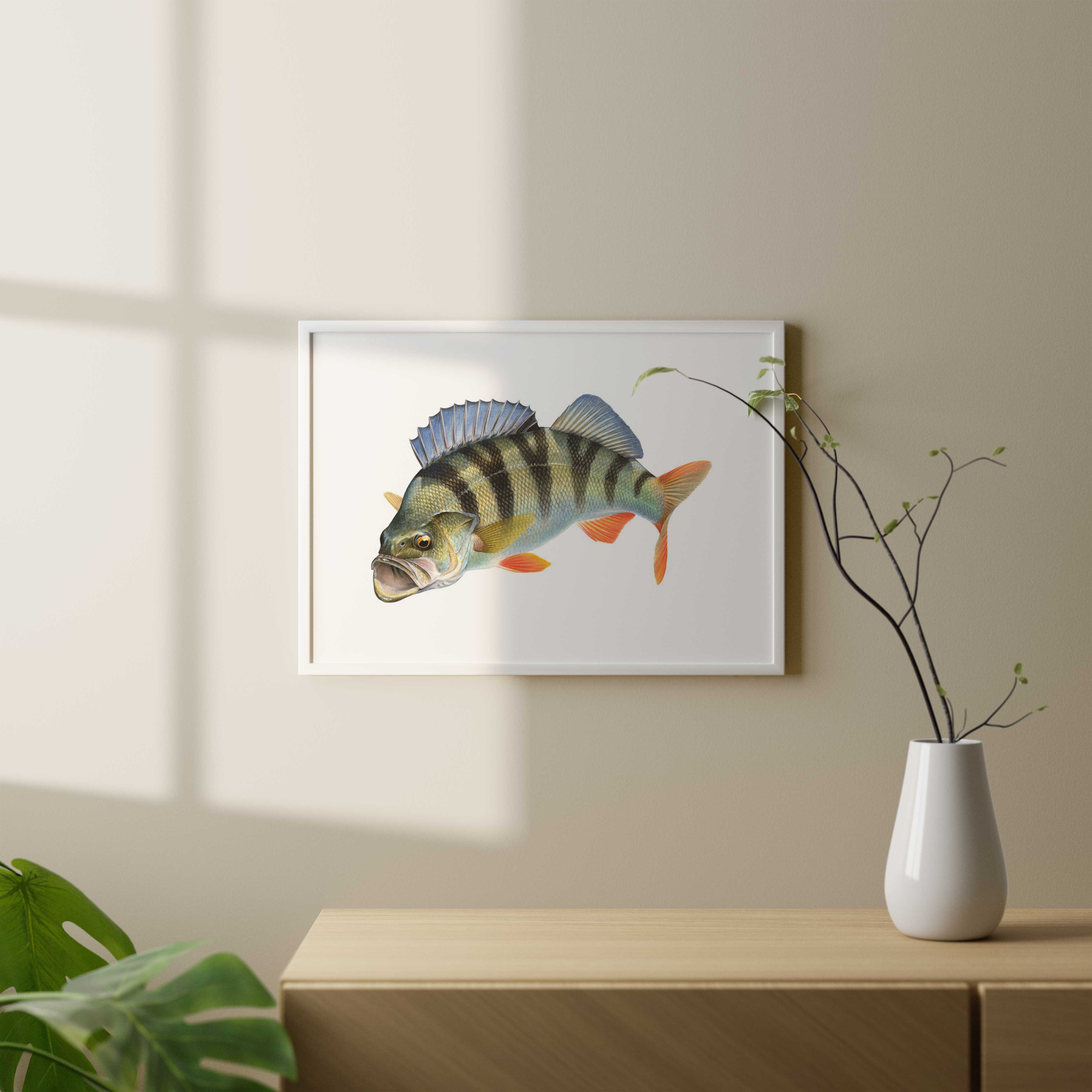 Stunning Fine Art print of the Redfin Perch on Archival paper by Roger Swainston