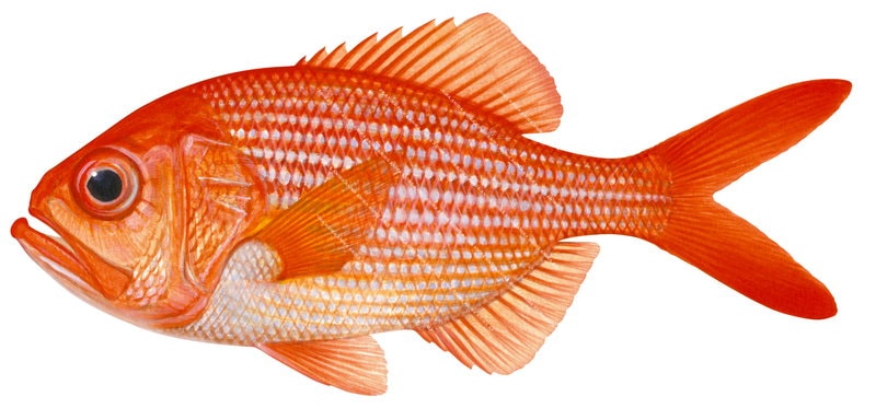 A close-up illustration of a Redfish,Centroberyx affinis shown in profile against a white background. It has a silvery-red colour and large eye.