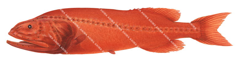 Fish illustration of the Redvelvet Whalefish with its long snout and a mouth resembling that of a whale, its body is orange colour.
