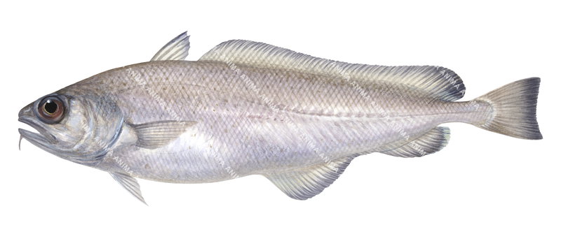 A realistic fish illustration on white background of the Ribaldo,Mora moro,lateral view, colourful.