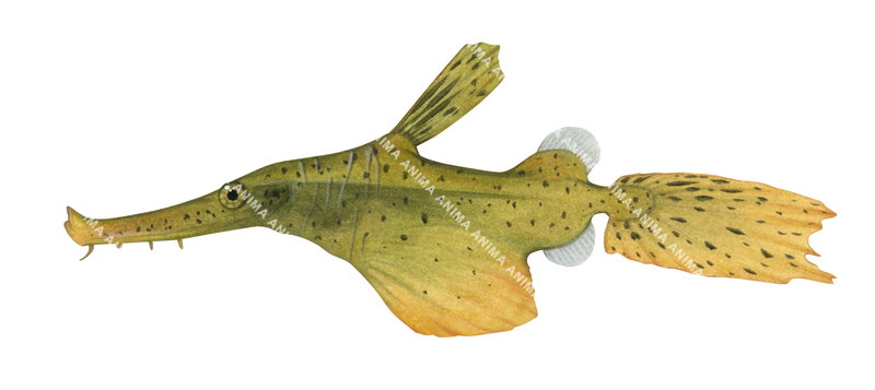 An accurate Illustration of a Robust Ghostpipefish,Solenostomus cyanopterus