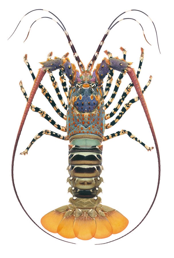 Exceptional fine art print of the Ornate Rock Lobster crafted by Roger Swainston