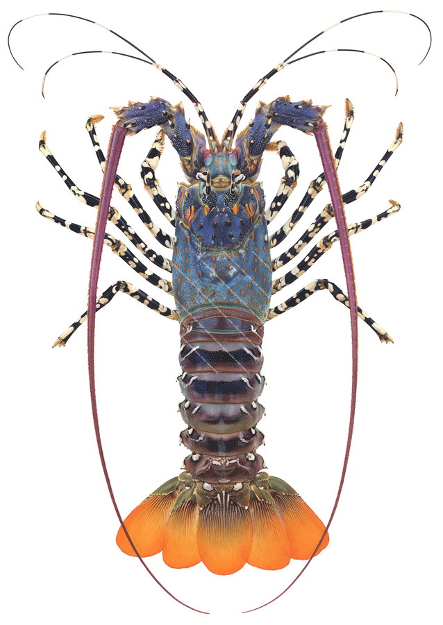 Fine Art print of the Ornate Rock Lobster on archival paper and pigment inks.