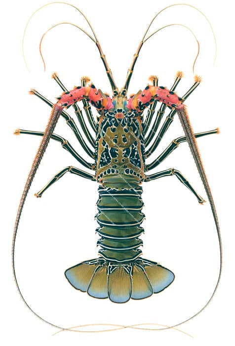 A detailed illustration of Painted Rock Lobster from Exmouth - Western Australia by Roger Swainston on white background, dorsal view, colourful.