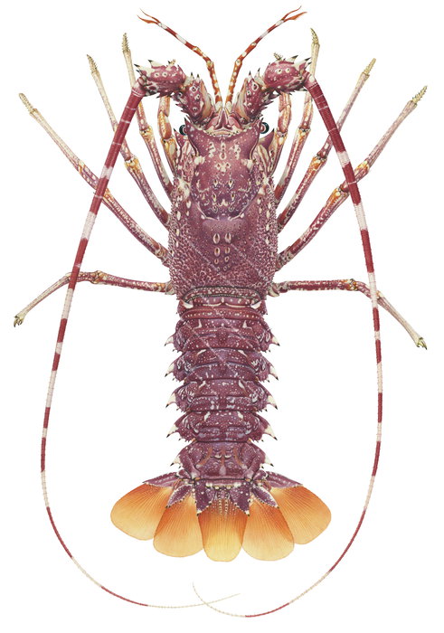 A naturalist illustration of the Pink Rock Lobster,Palinurus mauritanicus on white background, mainly pink colour, dorsal view.