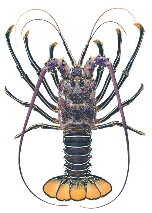A scientific illustration of a Royal Rock Lobster viewed from above, illustration on a white background, with a dark brown and purple carapace, its tail is orange colour.