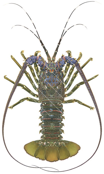 A ralistic, detailed illustration of the Scalloped Rock Lobster from Marquesas , Panulirus homarus on white background, dorsal view, colourful.