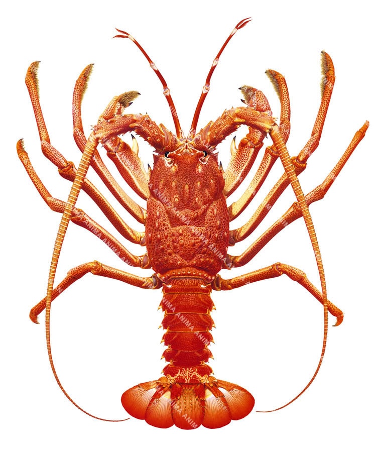 A Realistic illustration of South Pacific Rock Lobster, Jasus caveorum , dorsal view on white background, its body mostly orange colour.