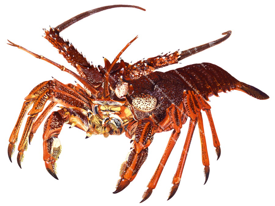 Realistic illustration on white background, of the Southern Rock Lobster, alive position, orange and brown colour with his antennae raised.