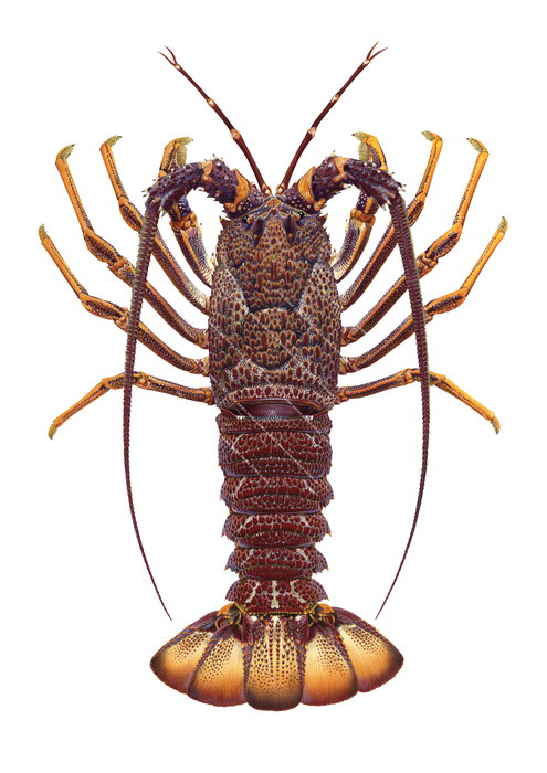 A realistic illustration on white background, of the Southern Rock Lobster, dorsal view, mostly brown colour carapace with his antennae raised.