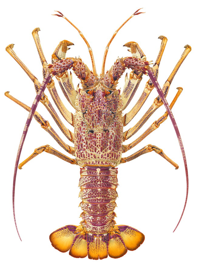 Stunning Fine Art print of the Pale colour Southern Rock Lobster by Roger Swainston.