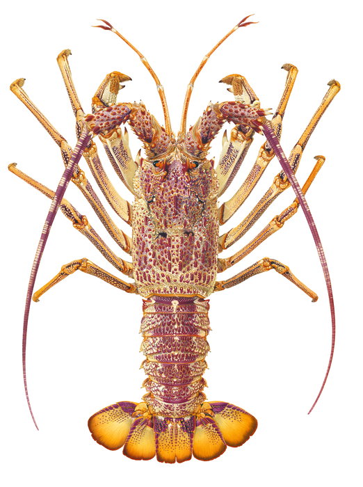 Realistic illustration on white background, of the Southern Rock Lobster,dorsal view, with yellow and orange carapace colour with his antennae raised.