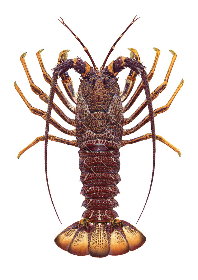 Stunning Fine Art print of the Dark brown Southern Rock Lobster on Archival paper by Roger Swainston.