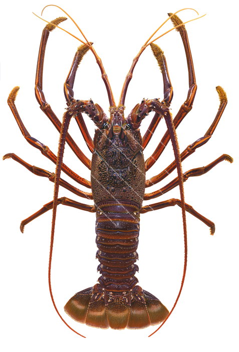 Realistic detailed and accurate illustration of the Western Rock Lobster,Panulirus longipes on white background, colouful, scientific position