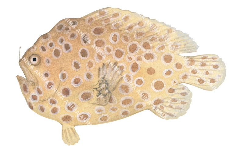 A fish illustration on white background of the Rodless Anglerfish,Histiophryne cryptacanthus,lateral view, colourful.