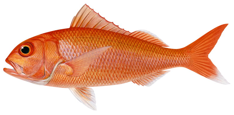 Realistic painting of the Ruby Snapper, capturing the detailed underwater style of Roger Swainston with it body all orange colour.
