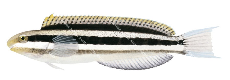 Shorthead Sabretooth Blenny