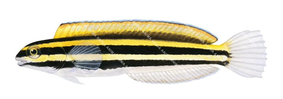 Fish Illustration with black and yellow stripes on a white background, side view.