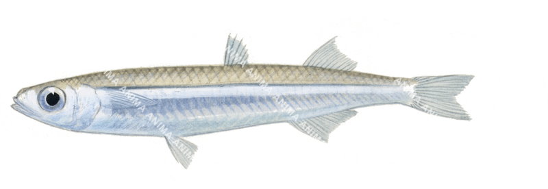 Fish illustration of a Samoan Hardyhead,Hypoatherina temminckii shown in profile against a white background,colourful.