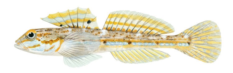 High quality fish illustration of the Grooved Cheek Sandgoby,Nesogobius sp