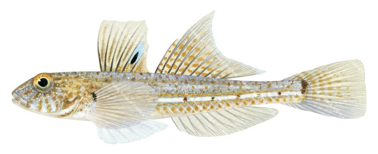 Ascientific fish llustration of the Sicklefin Sandgoby on white background, side view.