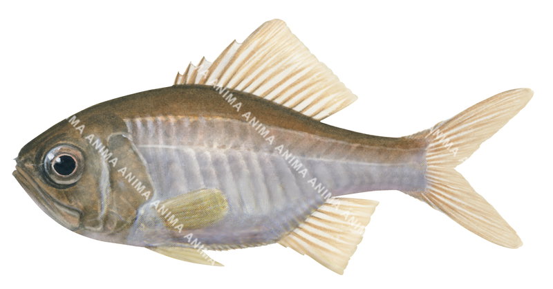 A fish illustration on white background of the Sandpaperfish,Paratrachichthys sp.,lateral view, colourful.
