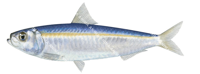 accurate illustration of the Goldstripe Sardine,Sardinella gibbosa,lateral view, colourful.