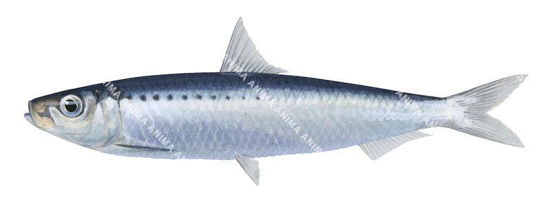 Fish illustration on white background of the Spotted Sardine,Amblygaster sirm,side view, colourful.