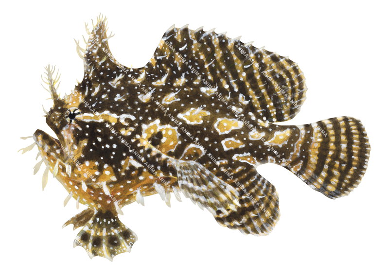 A scientific illustration of the Sargassum Fish,Histrio histrio,side view, white background, colourful.