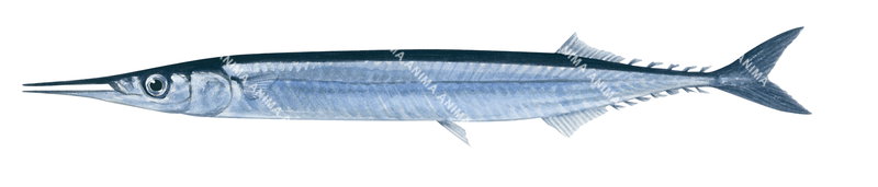 high quality accurate fish illustration of the Saury on white background