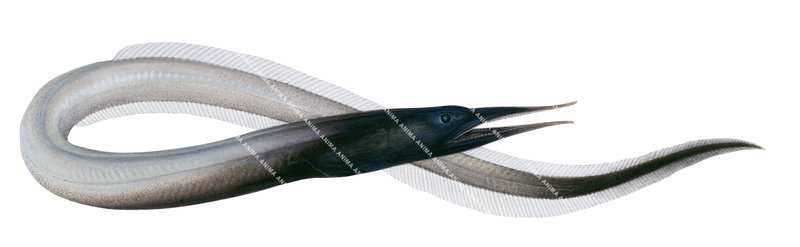 Sawtooth Eel,Serrivomer beani detailed illustration by Roger Swainston