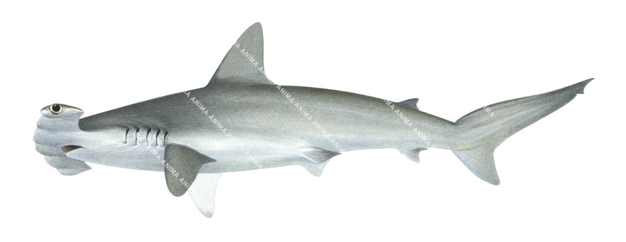 Realistic shark illustration of the Scalloped Hammerhead,Sphyrna lewini, Alive position, colourful.