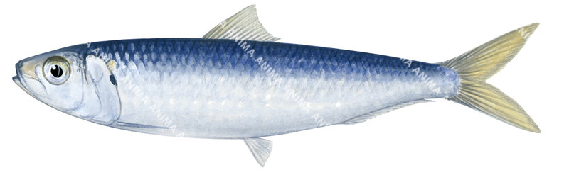 Accurate illustration of Scaly Mackerel-1,Sardinella lemuru,side view, colourful.