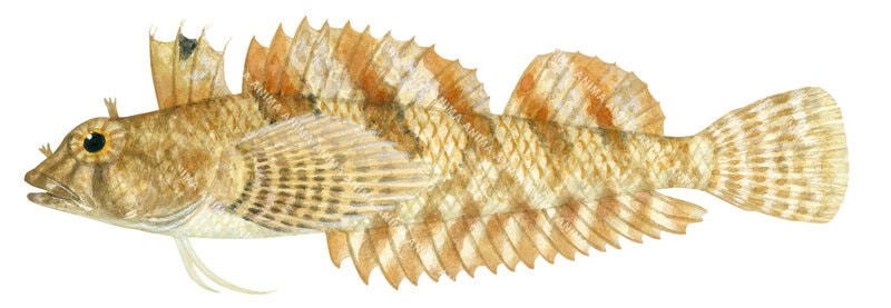 Accurate fish illustration of the Scalyfin Threefin on white background, side view.