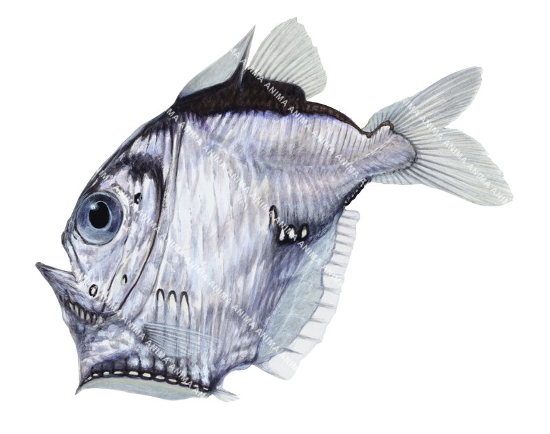 Oblique Hatchetfish,Sternoptyx diaphana. The sOblique Hatchetfish has black, white, and silverv colouring. White background.
