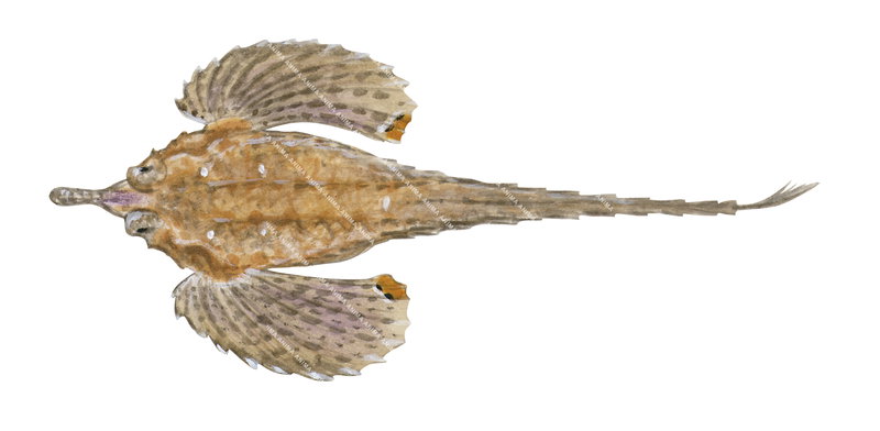 illustration of the Sculptured Seamoth,Pegasus lancifer shown in dorsal view against a white background with mottled brown, beige and white colouring.