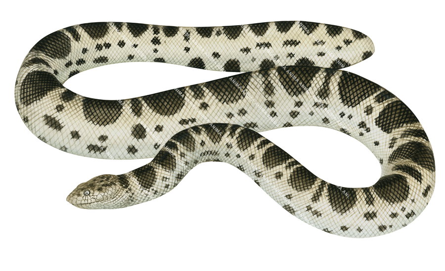 Stoke's Sea Snake-Original