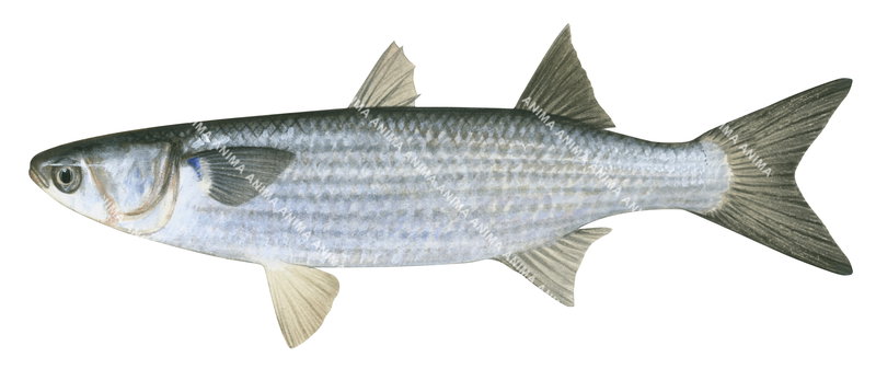 A fish illustration on white background of the Sea Mullet-1,Mugil cephalus,lateral view, colourful.
