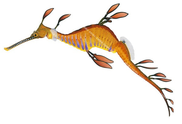 Realistic illustration of a Common Seadragon,Phyllopteryx taeniolatus on white background,side view, colourful.