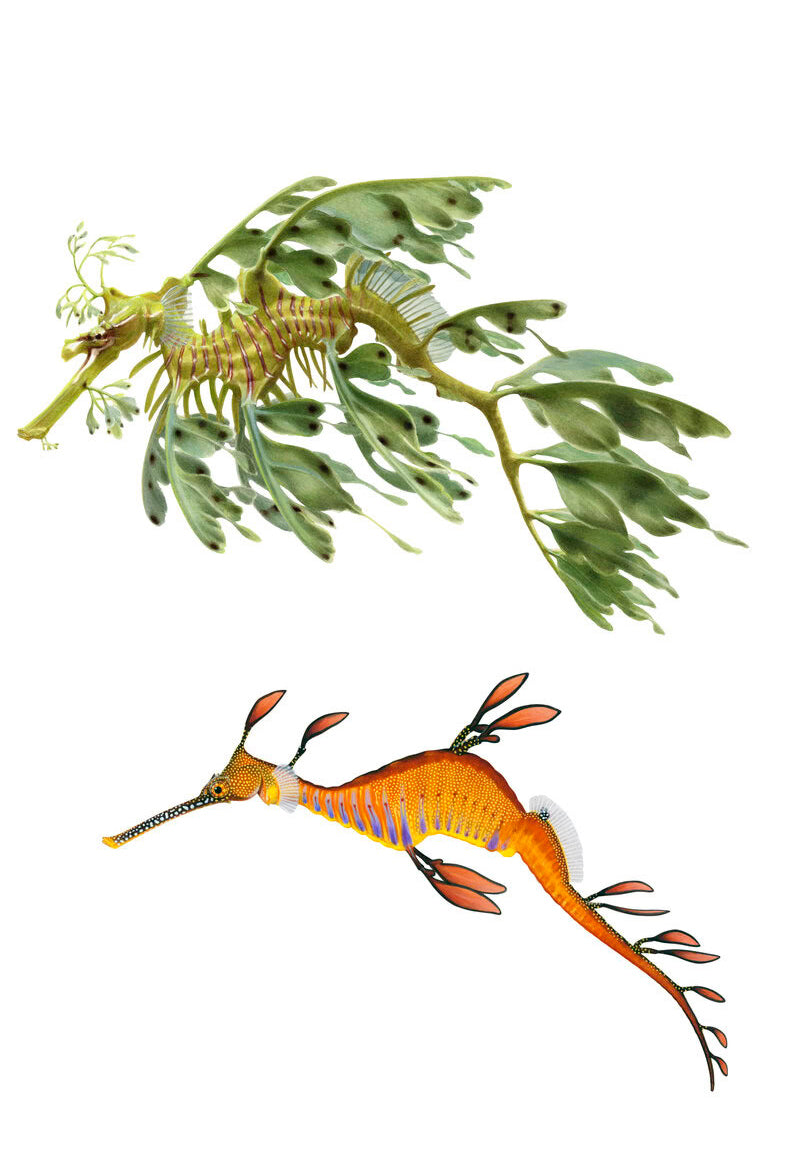 Seadragons Collage-Print