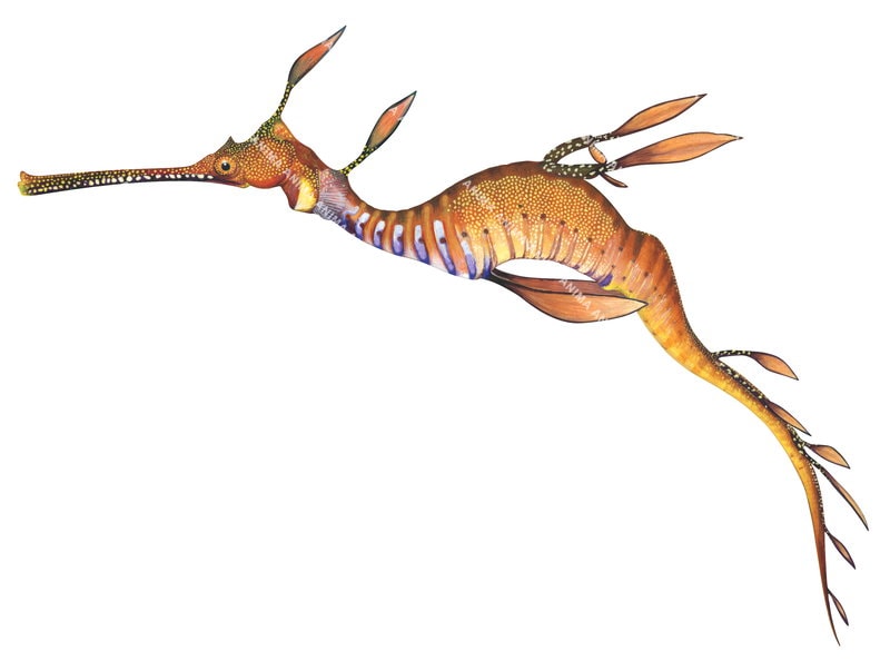 A realistic, accurate illustration of a Common Seadragon,Phyllopteryx taeniolatus displayed against a white background The illustration emphasizes naturalistic colouring and fine anatomical detail.