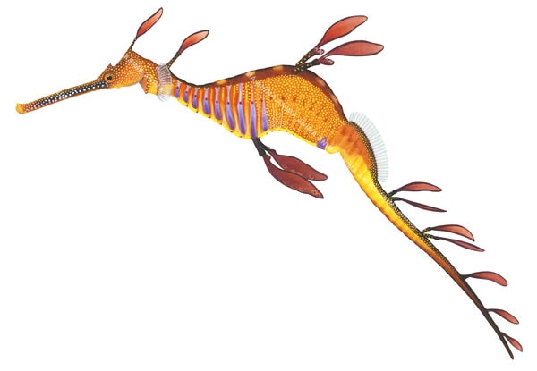 Scientific illustration of a Common Seadragon,Phyllopteryx taeniolatus with a long snout shown in profile against a white background. The Seadragon has orange, yellow and brown colouring capturing the detailed underwater style of Roger Swainston
