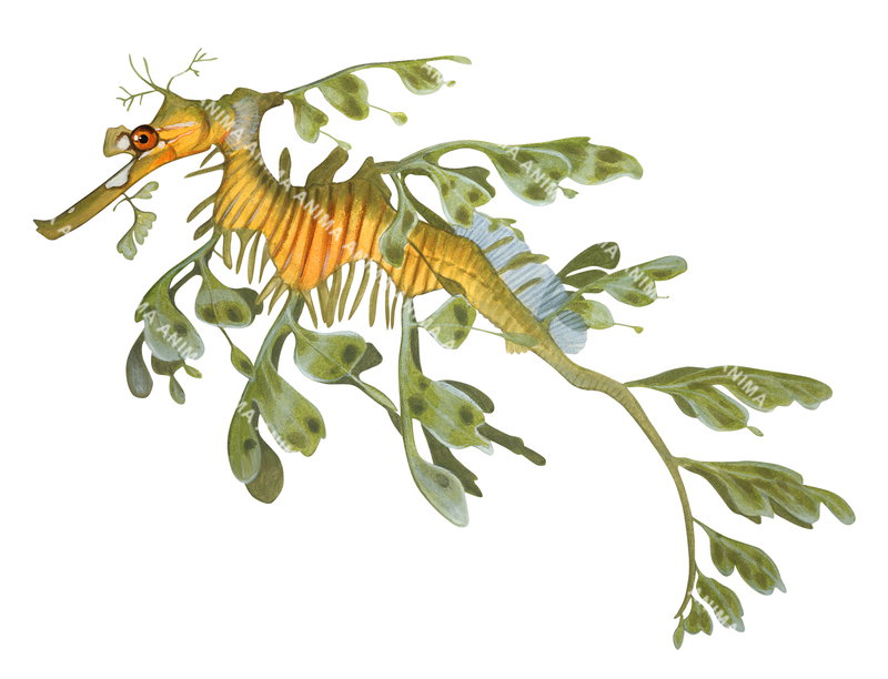 A close-up illustration of a Leafy Seadragon,Phycodurus eques,illustration on white background, lateral view, colourful and alive position.