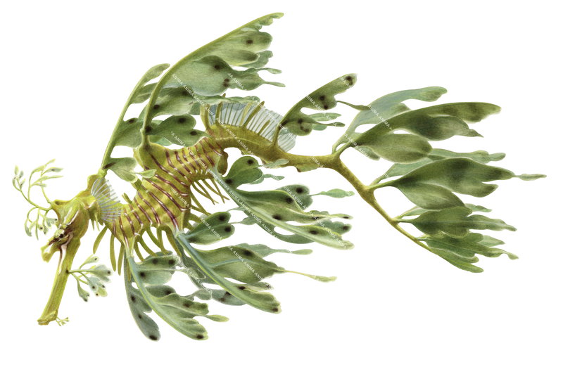 A detailed illustration of a swimming Leafy Seadragon,Phycodurus eques, on white background, side view, mainly green, yellow with red vertical stripes.