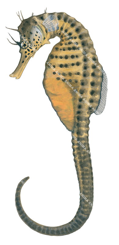 Accurate illustration of the adult Bigbelly Seahorse,Hippocampus abdominalis shown in profile against a white background.