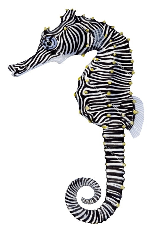 A detailed illustration of a Montebello Seahorse,Hippocampus montebelloensis with a curled tail,black colouring body with white horizontal stripes and yellow spots.