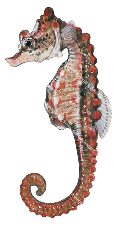 Fish illustration on white background of the Shorthead Seahorse,Hippocampus breviceps,lateral view, colourful.